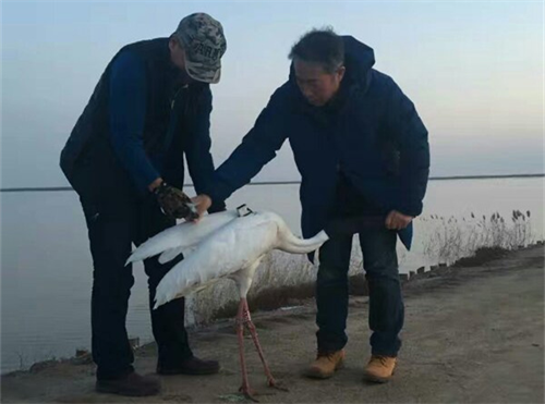 乐博体育app下载,湖南野生动物追踪,湖南卫星追踪器,湖南追踪器