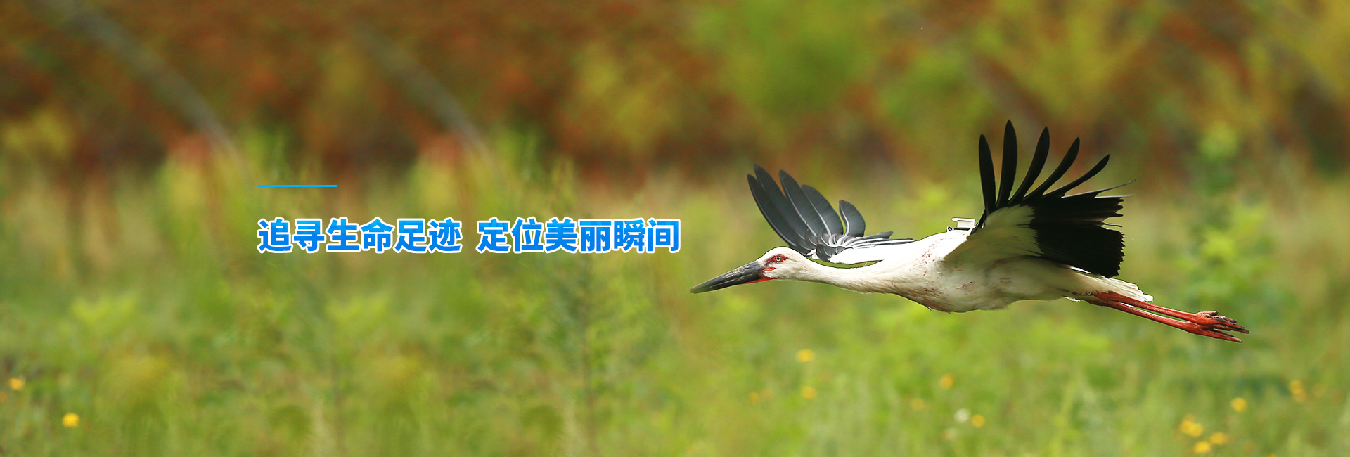 乐博体育app下载_湖南野生动物追踪|湖南卫星追踪器