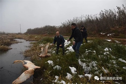 乐博体育app下载,湖南野生动物追踪,湖南卫星追踪器,湖南追踪器