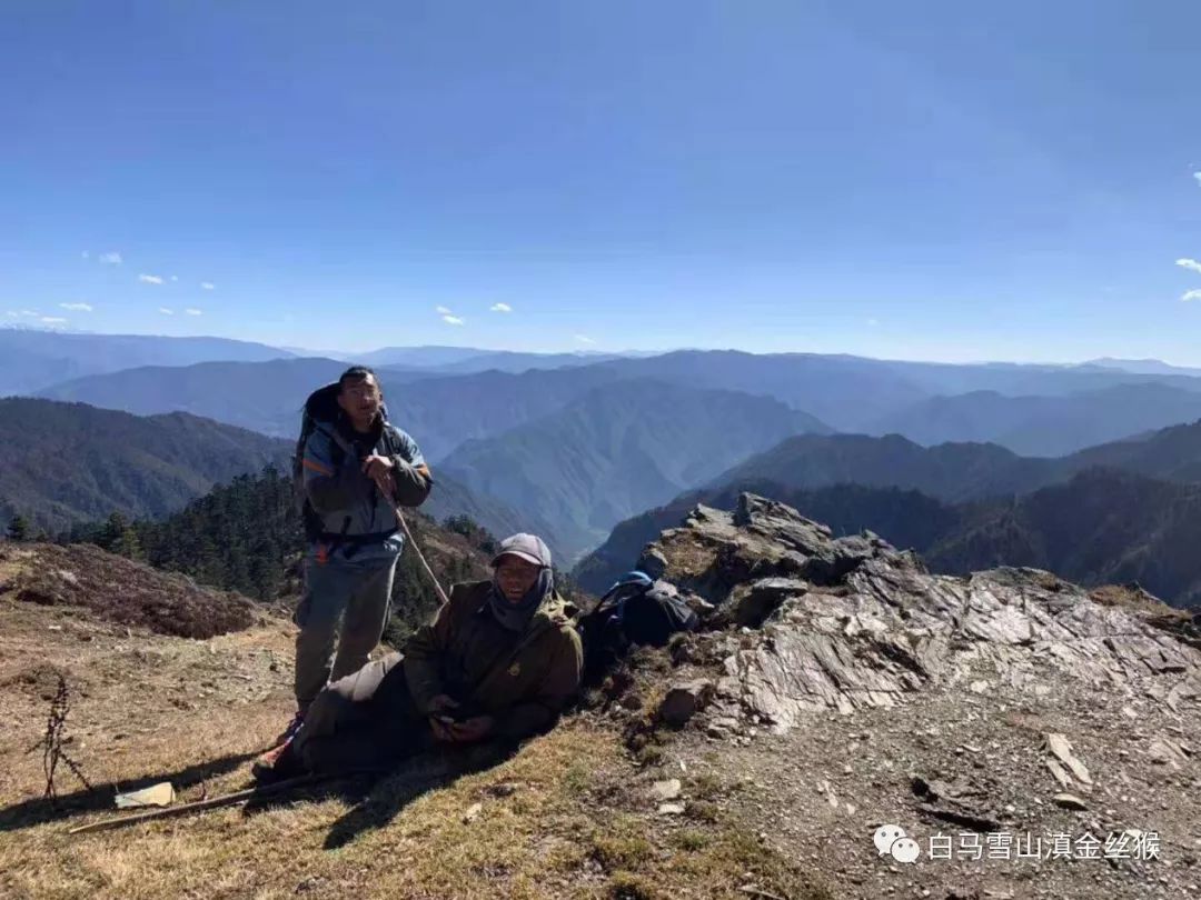 攸县兴林油茶,油茶苗,油茶果,轻基质杯苗,裸根苗,油茶苗价钱,油茶苗批发,油茶苗基地