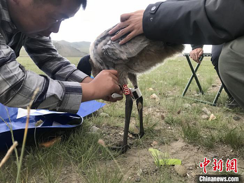 乐博体育app下载,湖南野生动物追踪,湖南卫星追踪器,湖南追踪器