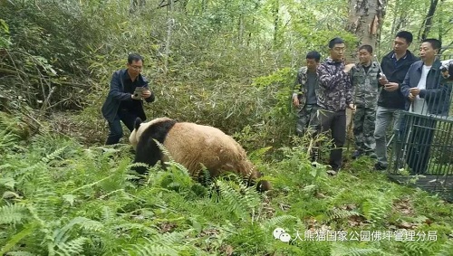 乐博体育app下载,湖南野生动物追踪,湖南卫星追踪器,湖南追踪器