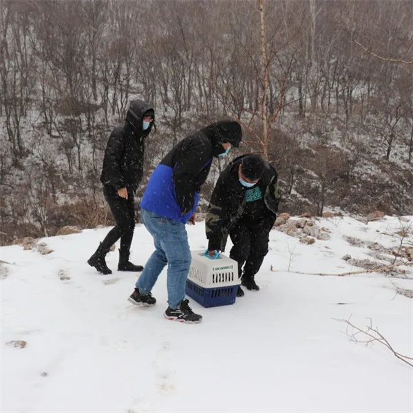 乐博体育app下载,湖南野生动物追踪,湖南卫星追踪器,湖南追踪器