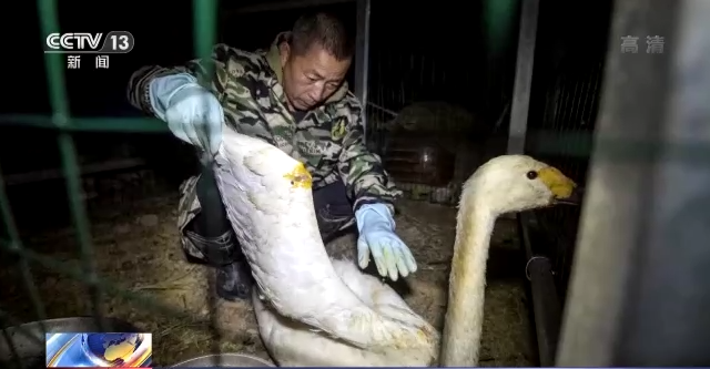 乐博体育app下载,湖南野生动物追踪,湖南卫星追踪器,湖南追踪器