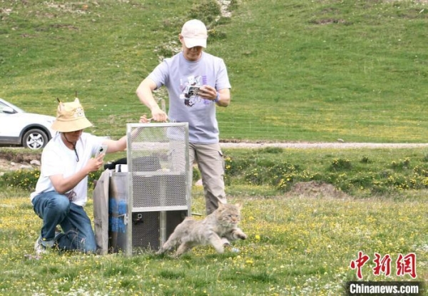 乐博体育app下载,湖南野生动物追踪,湖南卫星追踪器,湖南追踪器